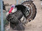 Kalkoenen | Passend advies | Meerdere dieren
