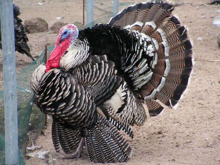 Kalkoenen | Passend advies | Meerdere dieren, Dieren en Toebehoren, Pluimvee, Kalkoen, Meerdere dieren