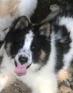 Yakutian Laika, Dieren en Toebehoren, Honden | Poolhonden, Keeshonden en Oertypen, Particulier, 15 weken tot 1 jaar, Buitenland