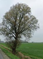 Wilg / Salix alba, Ophalen of Verzenden, Lente, Volle zon, Overige soorten