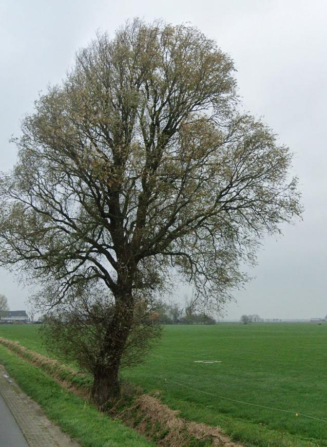 Wilg / Salix alba, Tuin en Terras, Planten | Bomen, Overige soorten, Volle zon, Lente, Ophalen of Verzenden