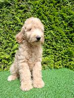 Zeer mooie speelse goldendoodle F2 pups., Dieren en Toebehoren, Honden | Retrievers, Spaniëls en Waterhonden, Overige rassen, CDV (hondenziekte)
