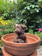 8 Schattige Labradoodle Pups nog 1 reutje en 1 teefje, Dieren en Toebehoren, Overige rassen, 8 tot 15 weken, Meerdere, Meerdere dieren