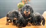 Standaard Ruwhaar Teckel pups met FCI stamboom, 8 tot 15 weken, Teef, Meerdere, Ruwhaar