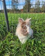 Degoe zoekt een huisje! (gecastreerd en gevaccineerd), Mannelijk, Klein, 6 tot 8 jaar