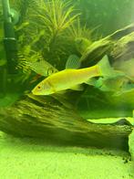 Goudzeelt, Vis, Zoetwatervis, Schoolvis