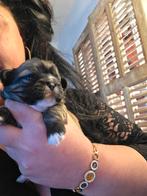 3 prachtige Boomer pups beschikbaar, Overige rassen, 8 tot 15 weken, Meerdere, Meerdere dieren