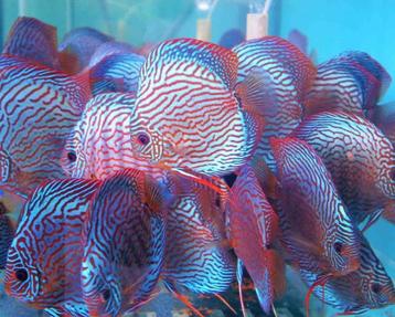 Discus Red Turquoise ca 12 cm - siner - Koidream Valburg beschikbaar voor biedingen