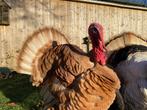 Ronquieres kalkoen haan, Dieren en Toebehoren, Pluimvee, Mannelijk, Kalkoen