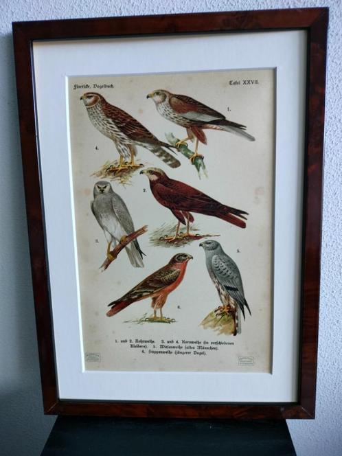 Litho Floericke Vogels Birds Roofvogel Kiekendief 1922, Antiek en Kunst, Kunst | Litho's en Zeefdrukken, Verzenden