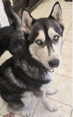 ACE: Dylan houdt ervan om te wandelen en crossen, opv in BE, Dieren en Toebehoren, Particulier, Rabiës (hondsdolheid), Reu, 1 tot 2 jaar
