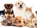 Huisdieren oppas aangeboden, Diensten en Vakmensen, Dieren | Honden | Verzorging, Oppas en Les, Particuliere oppas