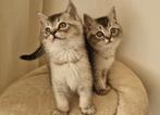 Britse korthaar kittens, Dieren en Toebehoren, Katten en Kittens | Raskatten | Korthaar, Meerdere dieren, Ontwormd, 0 tot 2 jaar