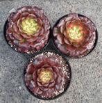 Aeonium Venus, Vetplant, Ophalen of Verzenden, Minder dan 100 cm, Volle zon