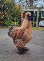 Zijdehoen haan gratis af te halen, Dieren en Toebehoren, Pluimvee, Mannelijk, Kip