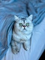 Britse korthaar DEKKATER, Dieren en Toebehoren, Katten en Kittens | Dekkaters, 0 tot 2 jaar