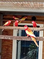 Te koop 2 rubinos rossella, Vrouwelijk