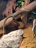 Gezocht man varanus glauerti, Dieren en Toebehoren, Ophalen