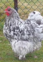Orpington haan (groot) 4 mnd oud, Splash kleurig, Dieren en Toebehoren, Pluimvee, Mannelijk, Kip