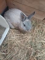 Dwerg konijn rammetje, Dieren en Toebehoren, Konijnen, Mannelijk, Dwerg, 0 tot 2 jaar