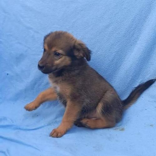 Chy pup, Dieren en Toebehoren, Honden | Niet-rashonden, Klein, Teef, Particulier, Meerdere, Buitenland, 8 tot 15 weken, CDV (hondenziekte)