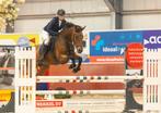 Lieve Leermeester merrie, Merrie, Springpaard, 160 tot 165 cm, 11 jaar of ouder