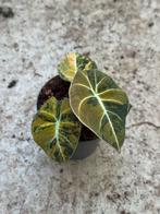 Alocasia black velvet gold variegata, Huis en Inrichting, Kamerplanten, Ophalen of Verzenden, Halfschaduw, Minder dan 100 cm