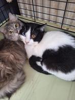 Lola en Jessy (nog op Cyprus) zoeken samen een fijn thuis, Dieren en Toebehoren, Poes