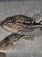 Cichla Pinima, Dieren en Toebehoren, Vissen | Aquariumvissen, Vis, Zoetwatervis