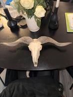 Longhorn met schedel, Ophalen of Verzenden