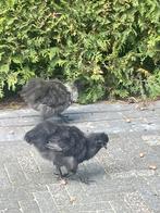 Zijdehoen haantjes en hennetjes, Dieren en Toebehoren, Mannelijk, Kip
