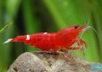 Garnaal Caridina sp fire red, Kreeft, Krab of Garnaal