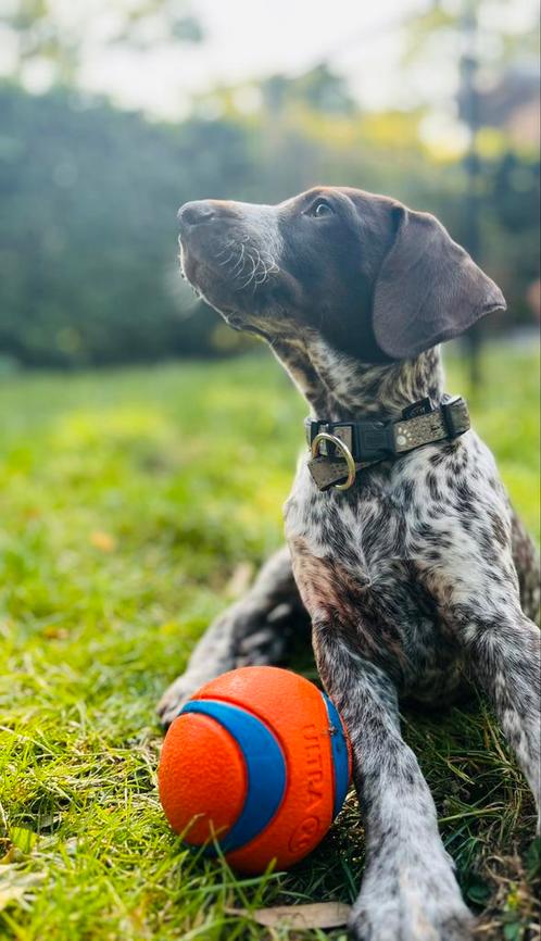 DSK pup Astrid (8 weken) zoekt een warm thuis!, Dieren en Toebehoren, Honden | Setters en Staande honden, Meerdere dieren, Duitse Staande hond