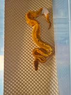 Pin enchi pied het ultramel, Dieren en Toebehoren, Reptielen en Amfibieën, Slang, 0 tot 2 jaar