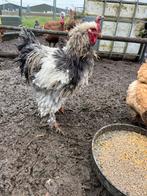 Brahma haan, Dieren en Toebehoren, Mannelijk, Kip