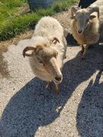Ouessant schapen te koop, Dieren en Toebehoren, Schapen, Geiten en Varkens, Vrouwelijk, Schaap, 3 tot 5 jaar