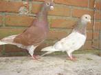 Sierduiven.., Dieren en Toebehoren, Vogels | Duiven, Overige soorten