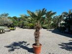 Trachycarpus wagnerianus met 100/120 cm stamhoogte te koop!!, In pot, Halfschaduw, Ophalen of Verzenden, 100 tot 250 cm