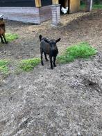 Dwerggeiten bokje, Dieren en Toebehoren, Schapen, Geiten en Varkens, Mannelijk, Geit, 0 tot 2 jaar