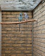 Kweekkoppel halsbandparkieten, Dieren en Toebehoren, Meerdere dieren, Parkiet