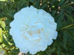 Pioenrozen Mothers Day, Tuin en Terras, Overige soorten, Volle zon, Vaste plant, Ophalen of Verzenden