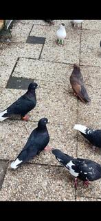 Te koop Afghaanse duiven, Dieren en Toebehoren, Vogels | Duiven, Meerdere dieren, Overige soorten