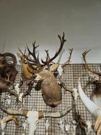 2024 opgezet edelhert borst preparaat hert taxidermie, Ophalen of Verzenden, Nieuw, Hert, Opgezet dier
