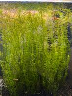 Rotala wallachii aquarium stengelplant, Ophalen of Verzenden, Nieuw, Plant(en), Steen of Hout