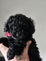 Lieve toy poedels, Dieren en Toebehoren, Poedel, 8 tot 15 weken, Meerdere, Meerdere dieren