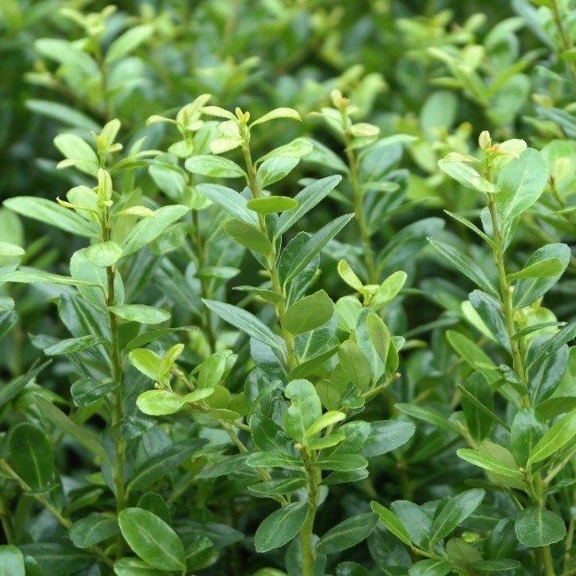 Ilex crenata Caroline upright (de buxusvervanger), Tuin en Terras, Planten | Struiken en Hagen, Hulst, Minder dan 100 cm, Ophalen