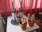 5 cactus planten met potjes/vazen., Ophalen of Verzenden, Volle zon, Overige soorten, Minder dan 100 cm