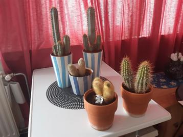 5 cactus planten met potjes/vazen.  beschikbaar voor biedingen