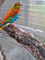 Turquoisine man roodbuik opaline, Dieren en Toebehoren, Mannelijk, Parkiet, Geringd