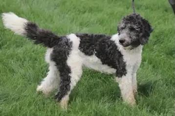 JONGE REU NINO MENSGERICHT EN VROLIJK VERBLIJFT IN NEDERLAND beschikbaar voor biedingen